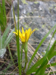 Microseris nutans