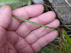 Microseris nutans