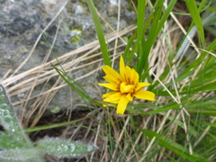 Microseris nutans