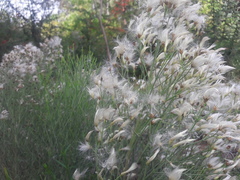 Baccharis notosergila