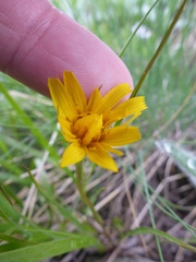 Microseris nutans