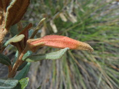 Siphocampylus columnae