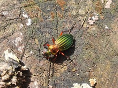 Carabus auronitens