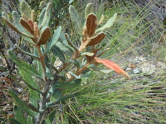 Siphocampylus columnae