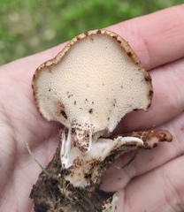 Cerioporus squamosus