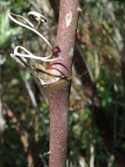 Smilax tomentosa