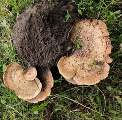 Cerioporus squamosus