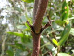 Smilax tomentosa