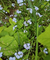 Myosotis sylvatica