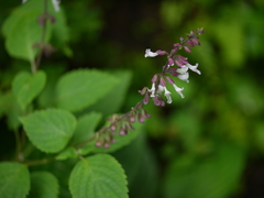 Orthosiphon rubicundus