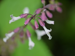 Orthosiphon rubicundus