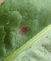 Puccinia phragmitis