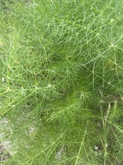 Foeniculum
