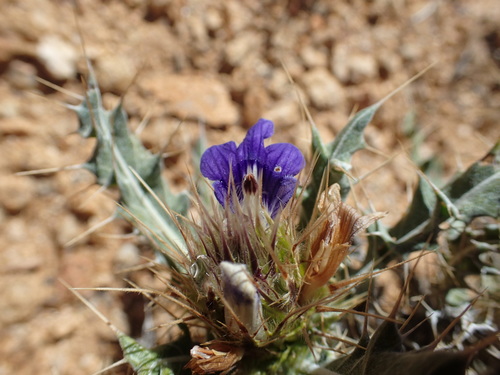 Image of Acanthopsis horrida by no rights reserved