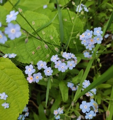 Myosotis sylvatica