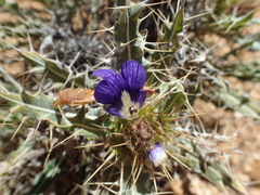 Acanthopsis horrida