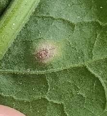 Puccinia phragmitis