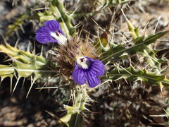 Acanthopsis horrida