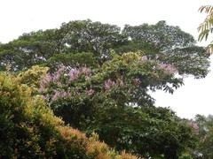 Lagerstroemia floribunda