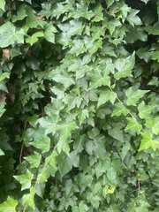 Hedera helix