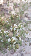 Thymus capitellatus