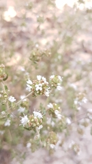 Thymus capitellatus