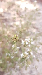 Thymus capitellatus