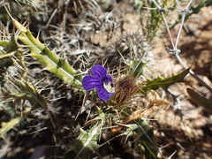 Acanthopsis horrida