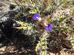 Acanthopsis horrida