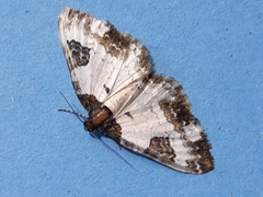 Melanthia procellata