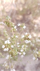 Thymus capitellatus