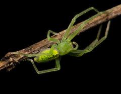 Gnathopalystes taiwanensis