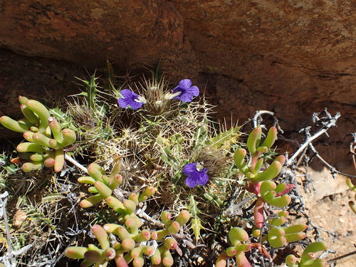 Image of Acanthopsis horrida by no rights reserved