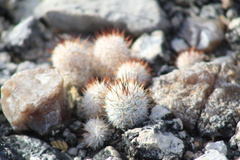 Mammillaria haageana