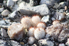 Mammillaria haageana