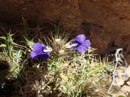 Image of Acanthopsis horrida by no rights reserved