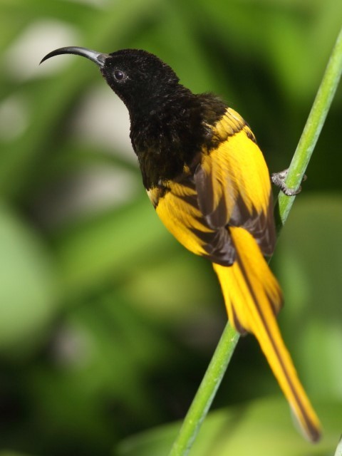 Golden-winged Sunbird photo