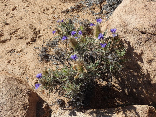 Image of Acanthopsis horrida by no rights reserved