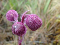 Senecio formosoides