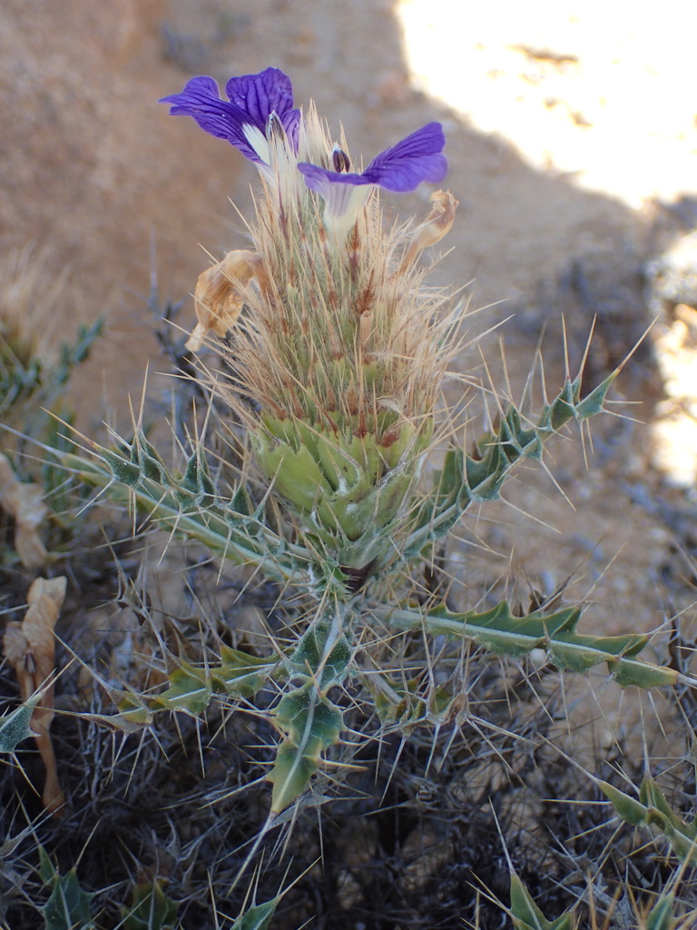 Thorny Spikeviolet