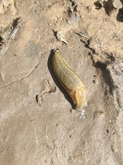 Arion fasciatus