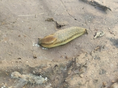 Arion fasciatus