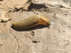 Arion fasciatus
