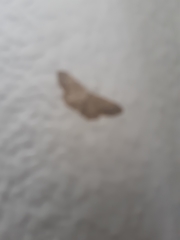 Idaea aversata