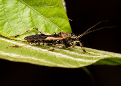 Acanthaspis westermanni