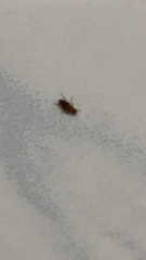 Phoridae