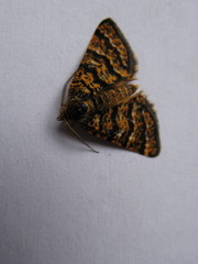 Epelis truncataria