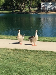 Anser cygnoides domesticus