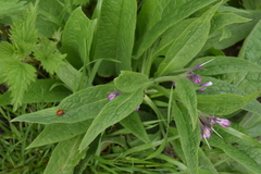 Symphytum officinale