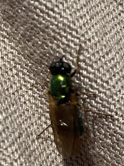 Chloromyia formosa